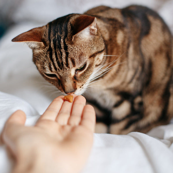 Best Cat Treats to Mollify Your Feline Friend in 2022