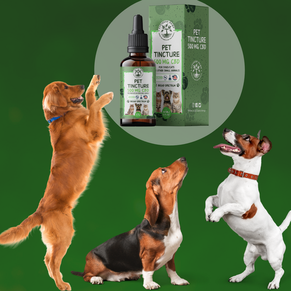 How to Use CBD Oil to Treat Hot Spots on Dogs